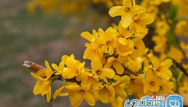 عکس طبیعت بهاری با کیفیت بالا