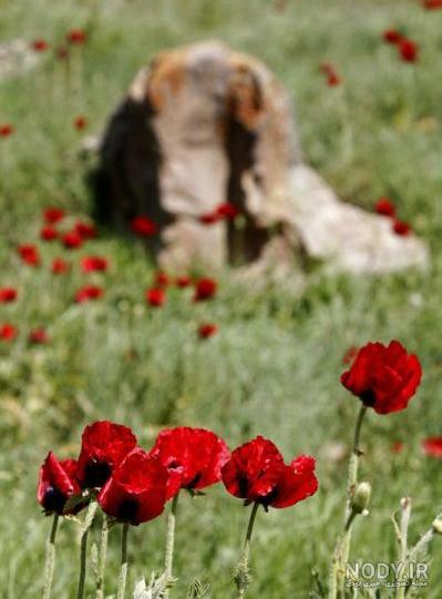 عکس متین امینی شاخ اینستا