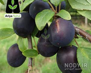 عکس میوه الو سیاه عکس میوه الو سیاه