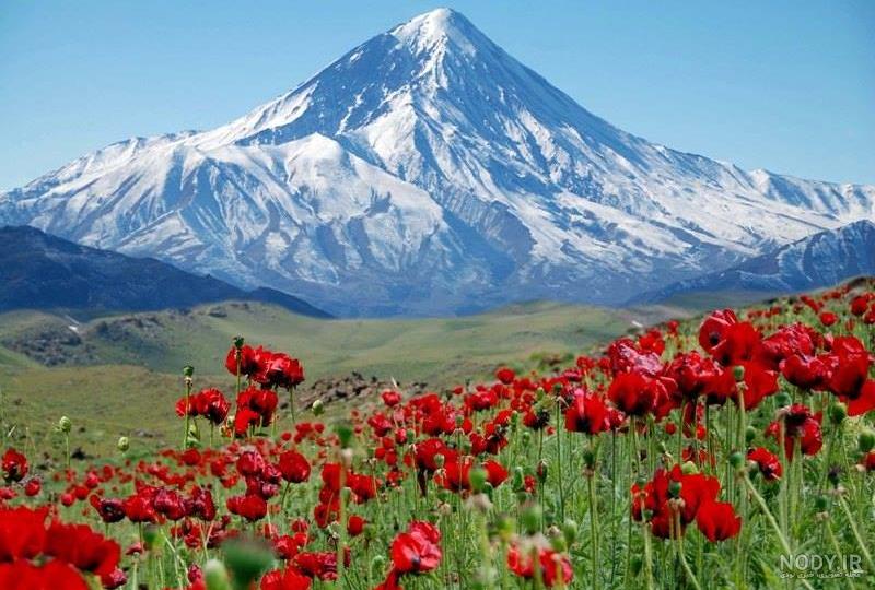 عکس های شقایق زمانی
