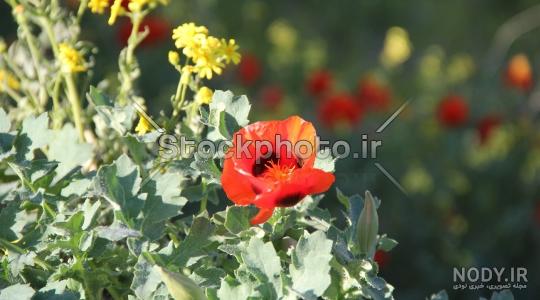 عکس پاهای شقایق خاموش چشم