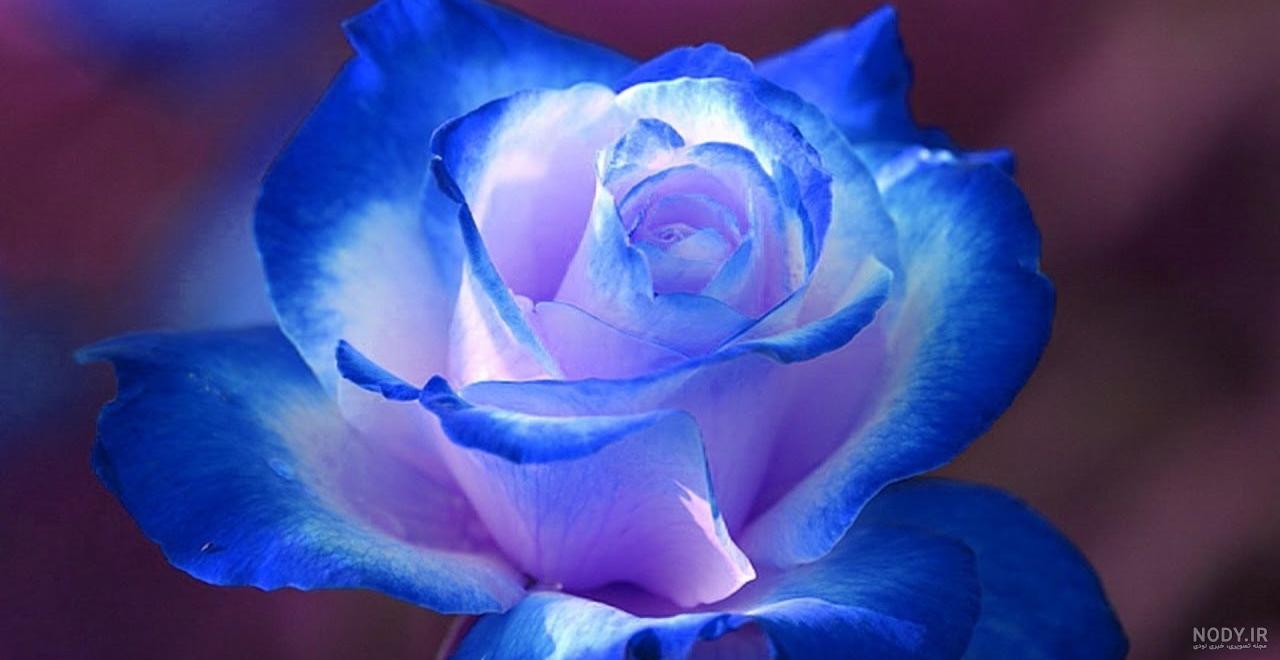 عکس پروفایل گل رز آبی و قرمز