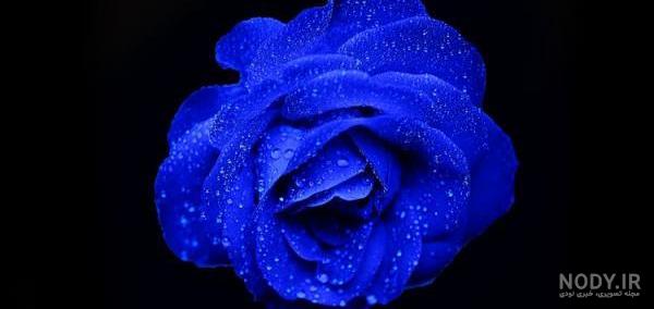 عکس گل رز آبی
