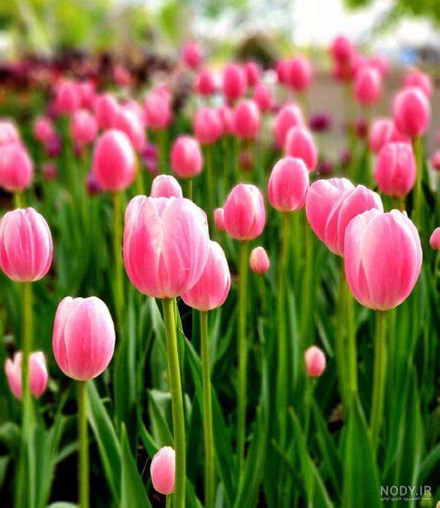 عکس گل لاله قرمز نقاشی عکس گل لاله قرمز نقاشی