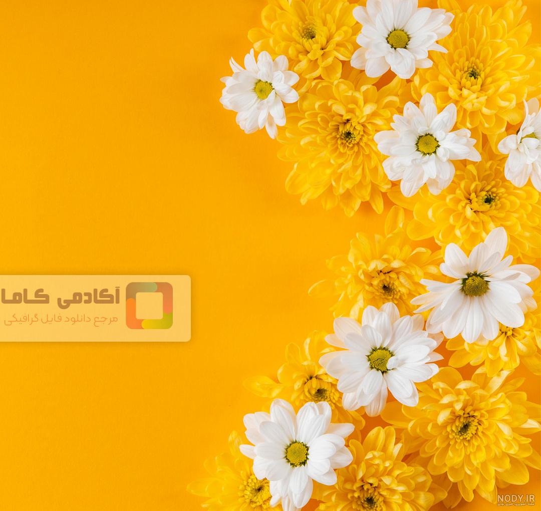 عکس گل های زرد بهاری