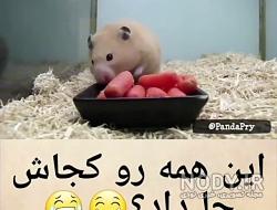 قیمت و عکس همستر قیمت و عکس همستر
