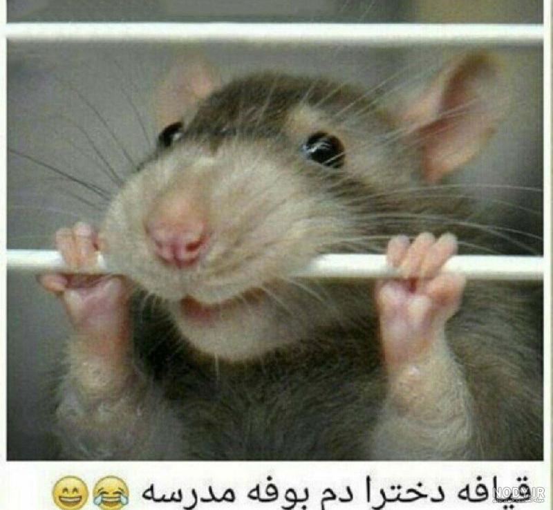 قیمت وسایل همستر قیمت وسایل همستر