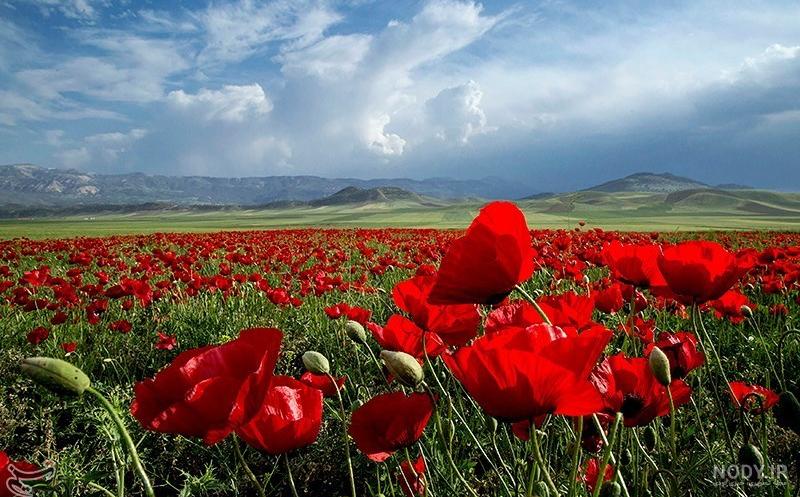 متین امینی متولد چه ماهی است