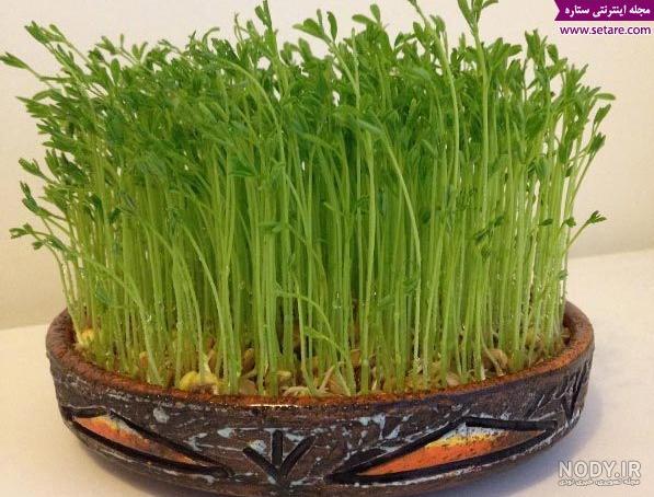 مدل سبزه عید برای عروس مدل سبزه عید برای عروس