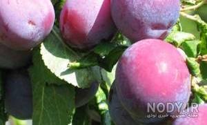 مضرات آلو سیاه مضرات آلو سیاه