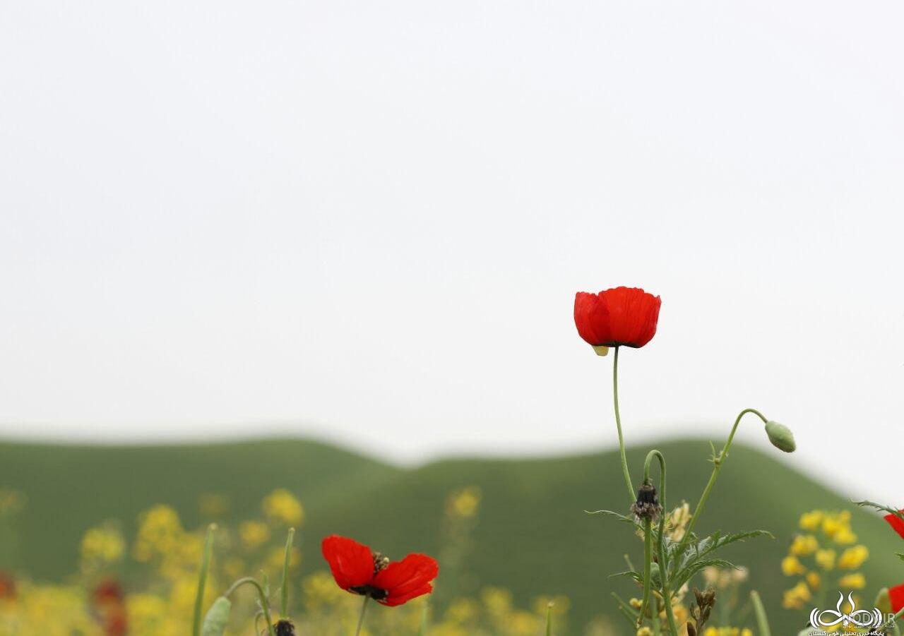 پای شقایق خاموش چشم