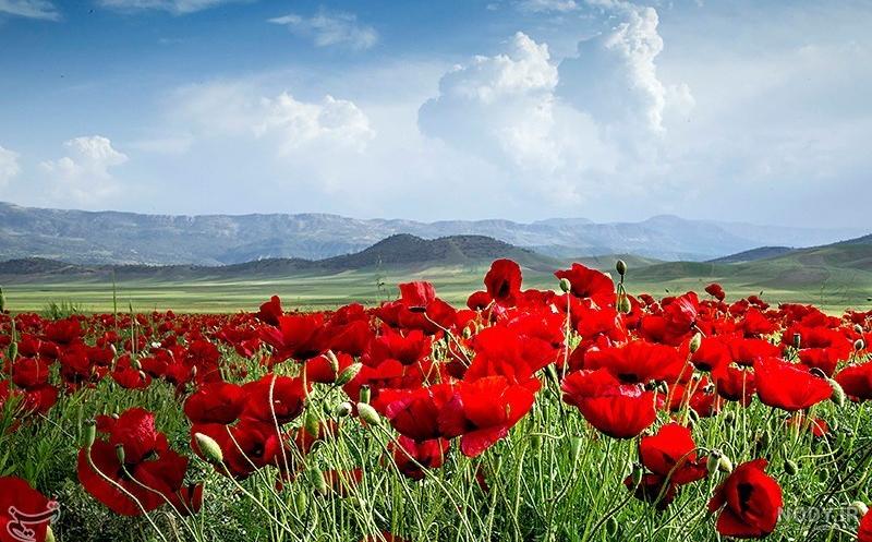 کلیپ های شقایق خاموش چشم