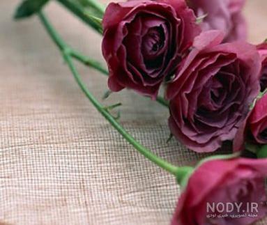 عکس گلهای بسیار زیبای جهان عکس گلهای بسیار زیبای جهان
