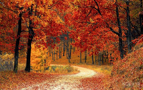 تصویر زمینه پاییز عاشقانه تصویر زمینه پاییز عاشقانه