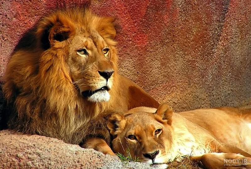 دانلود عکس شیر های زیبا