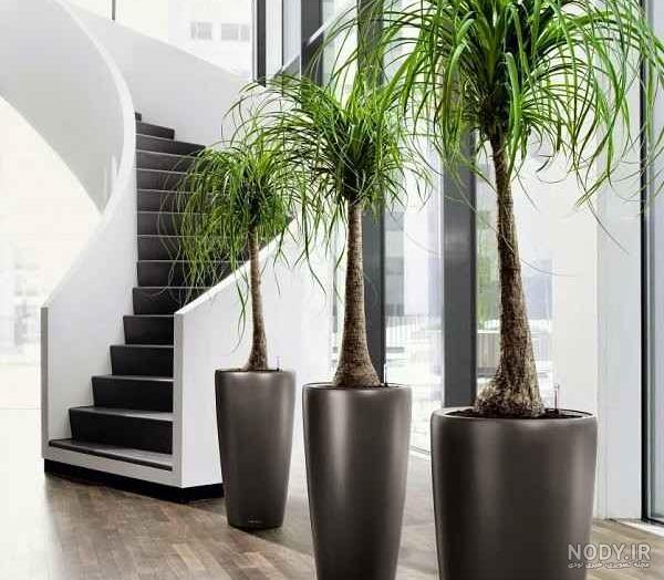 زیباترین گلهای آپارتمانی در ایران
