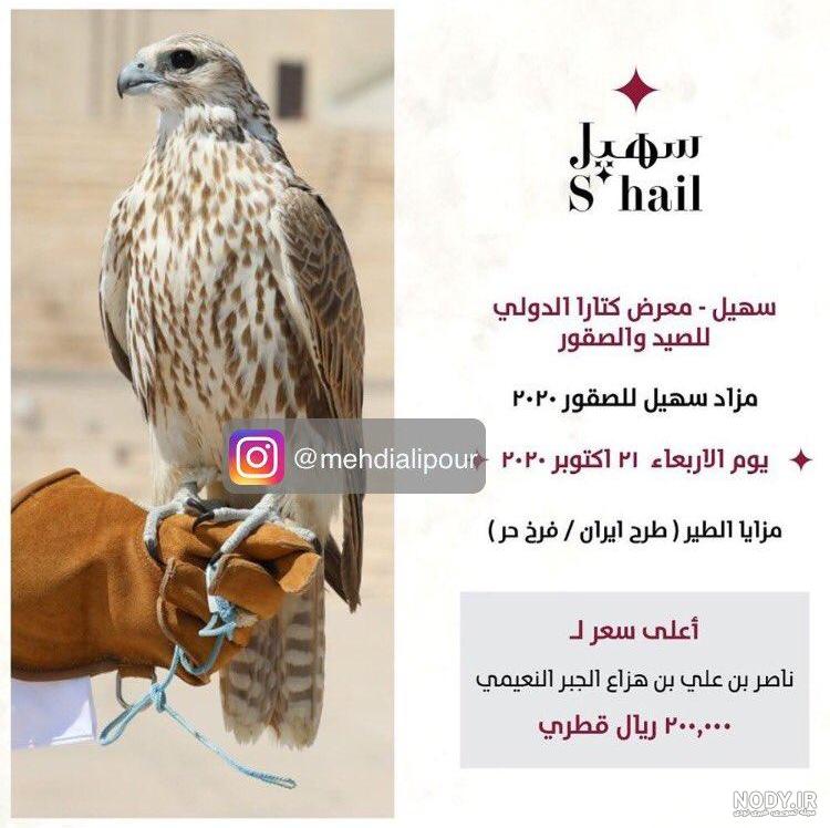 عکس از بچه شاهین عکس از بچه شاهین