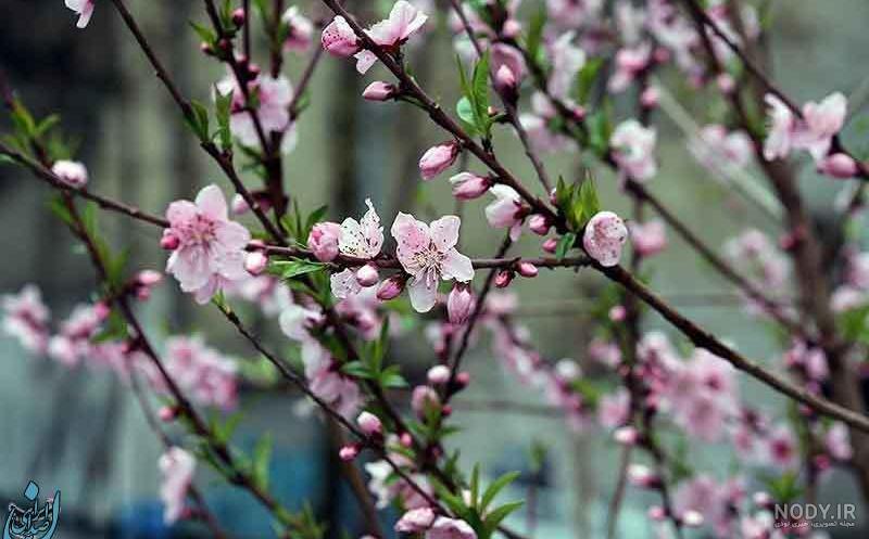 عکس باران برای پروفایل
