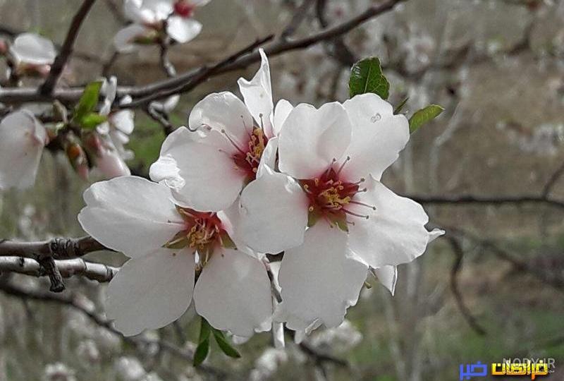 عکس باران بهاری برای پروفایل