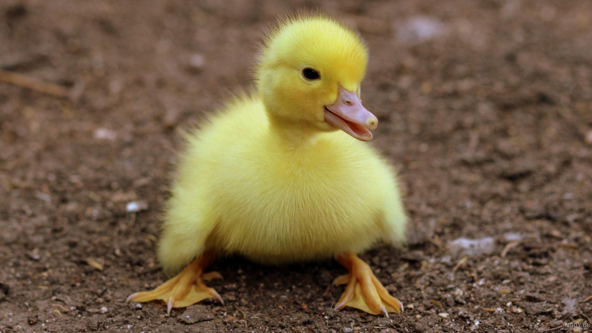 عکس بچه اردک رنگی