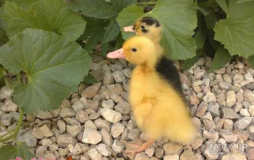 عکس بچه اردک زیبا