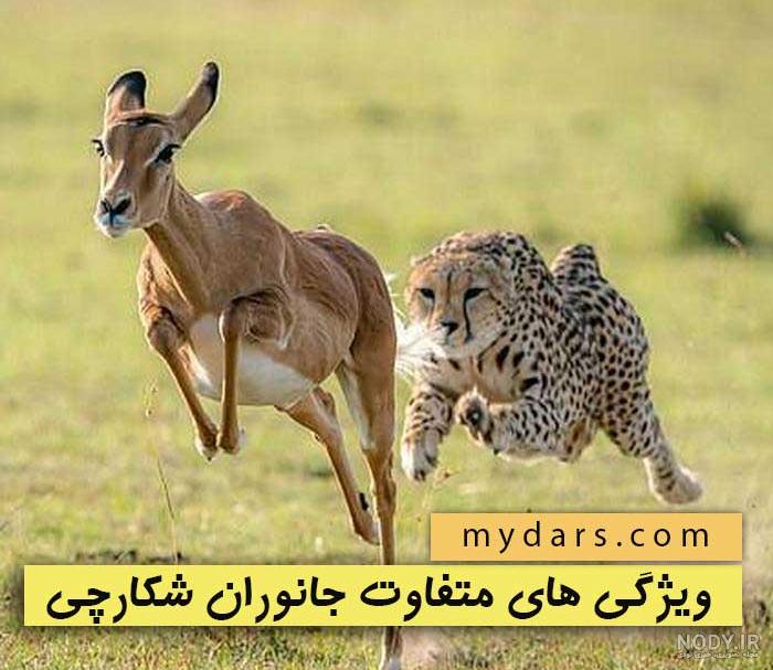 عکس حیوانات وحشی برای تصویر زمینه عکس حیوانات وحشی برای تصویر زمینه