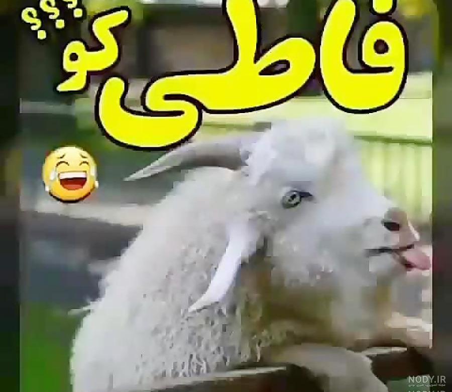 عکس خنده دار فاطی