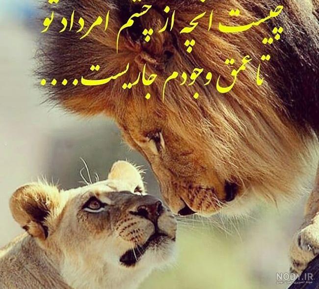 عکس زیباترین شیر های دنیا
