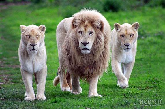 عکس شیر سیاه برای پروفایل