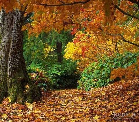 عکس طبیعت زیبای پاییز برای پروفایل عکس طبیعت زیبای پاییز برای پروفایل