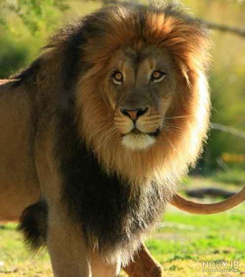 عکس غرش شیر برای پروفایل