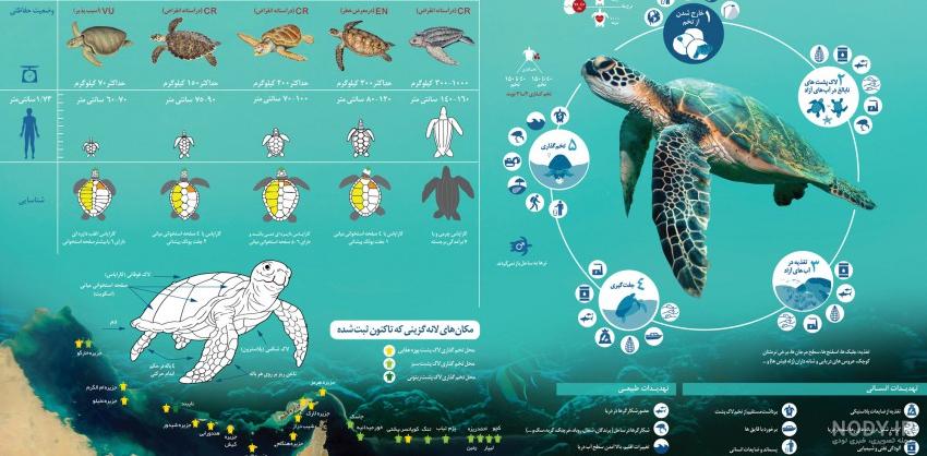 عکس لاک پشت های غول پیکر