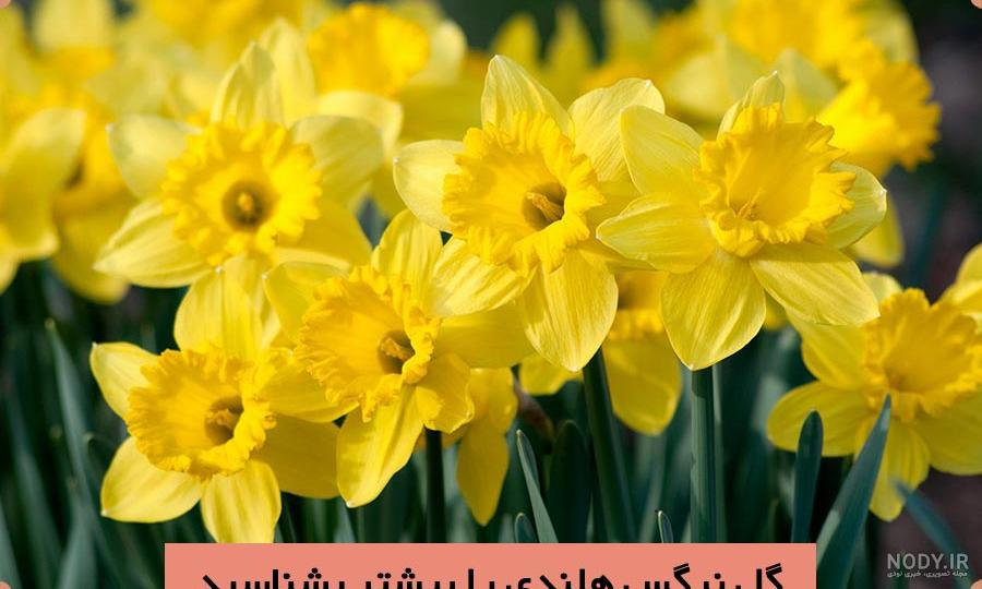 عکس گل نرگس در ماشین