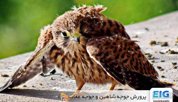 قیمت عقاب صحرایی قیمت عقاب صحرایی