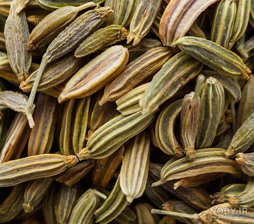 کیا از رازیانه جواب گرفتن