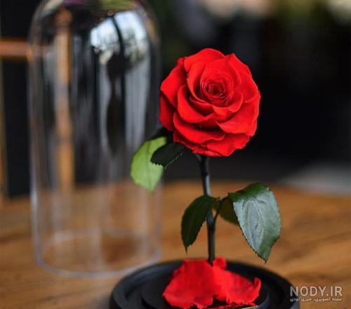 باکلاس عکس دختر با گل برای پروفایل
