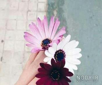 تصویر زمینه رنگی