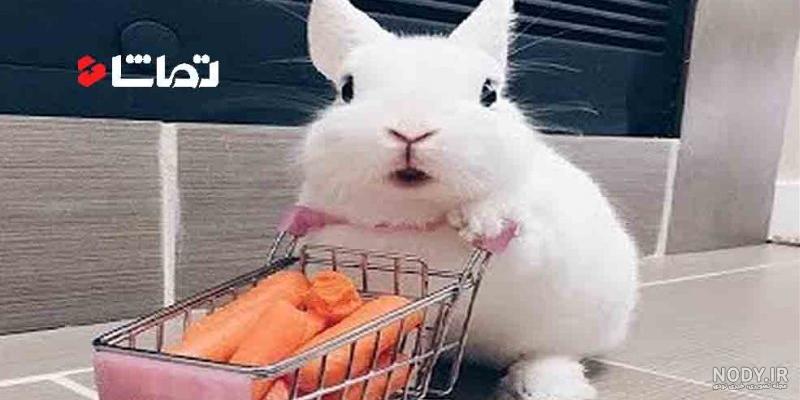 خرگوش نژاد داچ خرگوش نژاد داچ