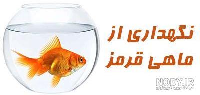 دادن قند به ماهی قرمز