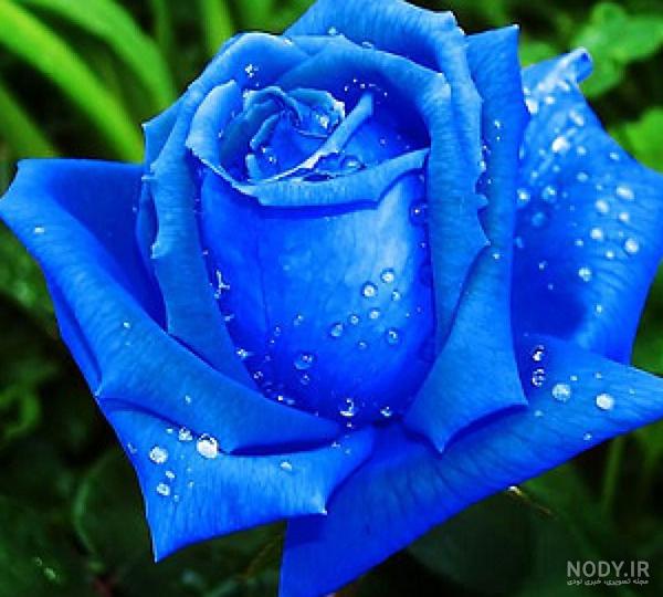 طبیعت عکس گل برای پروفایل واتساپ
