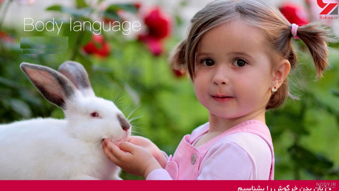 عکس خرگوش های زیبا