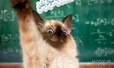 عکس خنده دار ضد پسر