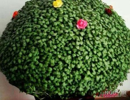 عکس سبزه ماش عکس سبزه ماش