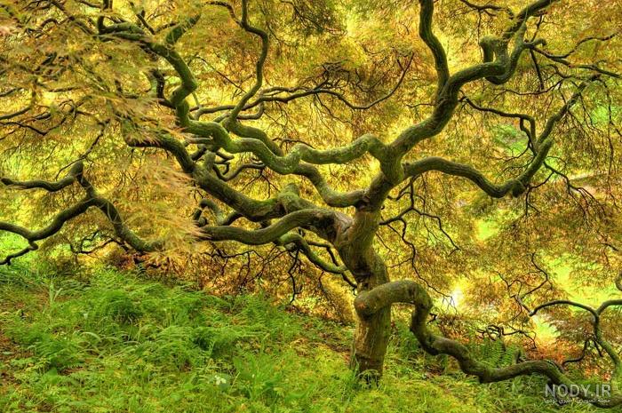 عکس طبیعت فوق العاده زیبا