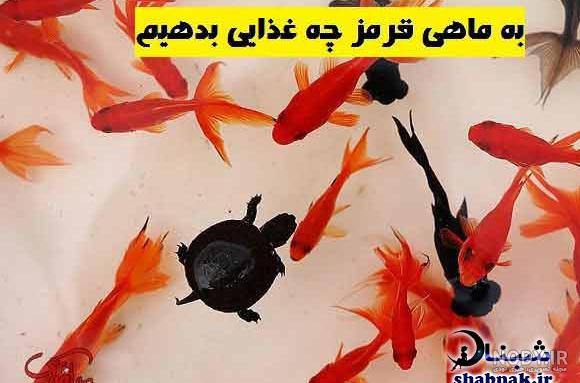 عکس غذا ماهی قرمز