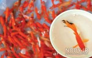 عکس غذای ماهی قرمز