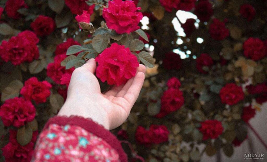 عکس نوشته گل نرگس برای پروفایل