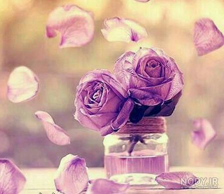 عکس های زیبا