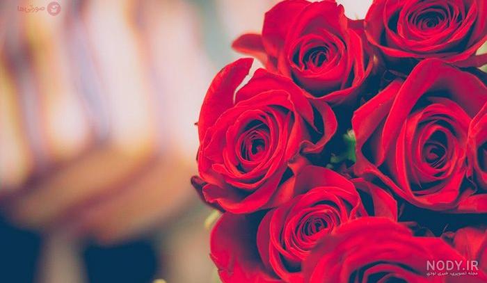 عکس پروفایل گل برای واتساپ