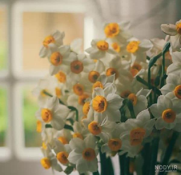 عکس گل نرگس برای پروفایل واتساپ جديد عکس گل نرگس برای پروفایل واتساپ جديد